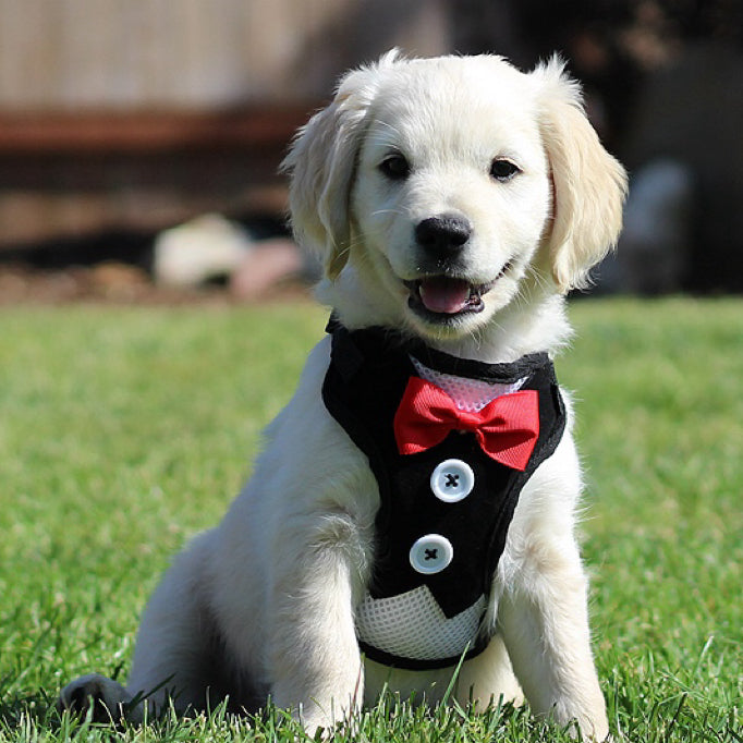 Bark Lover Tuxedo Dog Harness with Bowtie – Adjustable H-Style Mesh Harness for Small Dogs & Puppies