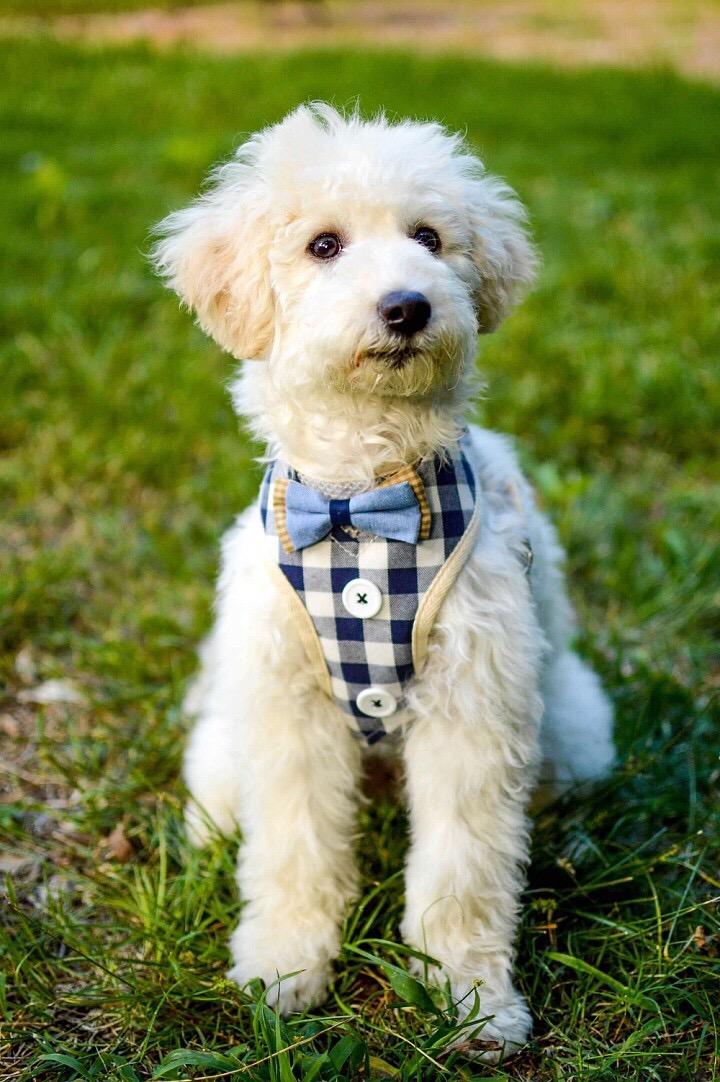 Bark Lover Formal Dog Tuxedo Harness – Plaid Bowtie Vest for Weddings, Parties & Special Occasions