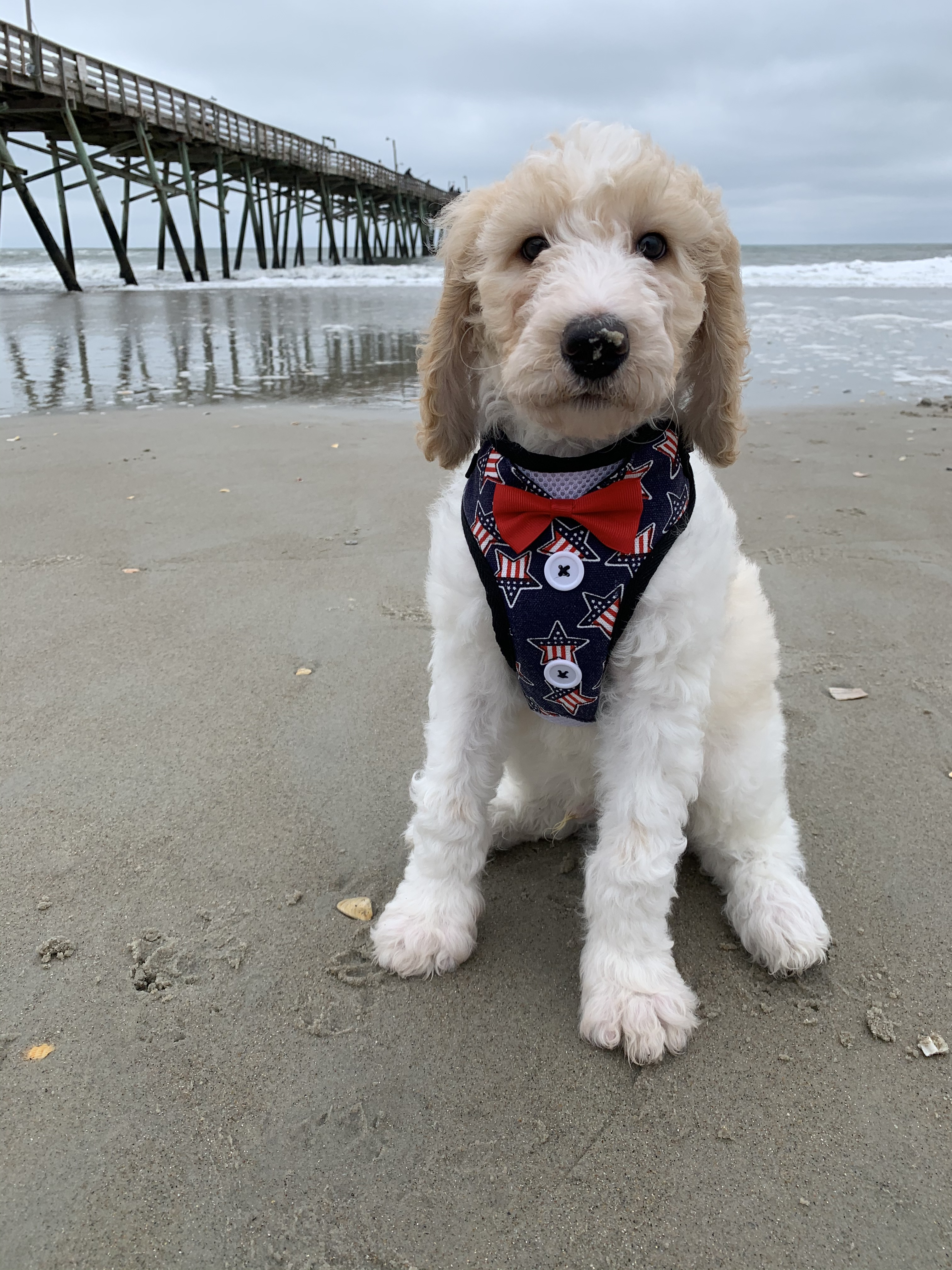 USA Flag Dog Harness with Bow Tie – Patriotic Puppy Vest for 4th of July & Holiday Photos
