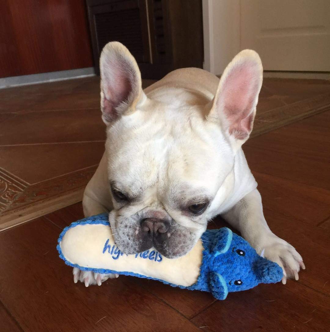 Bark Lover Plush Dog Toys, Interactive Squeaky Toy for All Dogs, Small, Medium or Large, Durable Stuffed Dog Toys with Squeaker, Teeth Cleaning for Your Dog